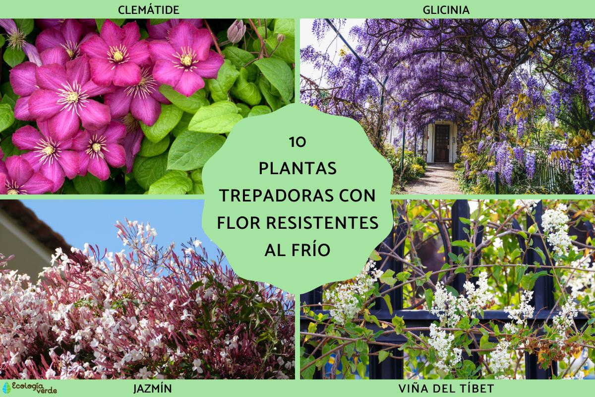 Plantas trepadoras con flor resistentes al frío