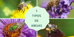 Tipos de abejas