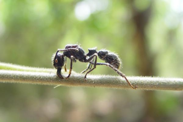 Hormiga bala o Paraponera clavata - Alimentación de la hormiga bala