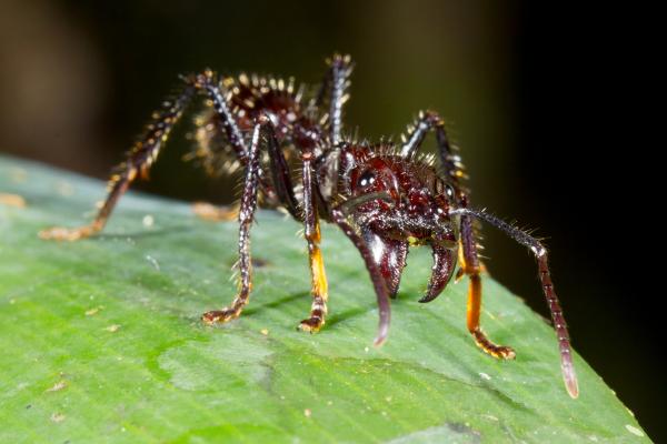 Hormiga bala o Paraponera clavata - Características de la hormiga bala 