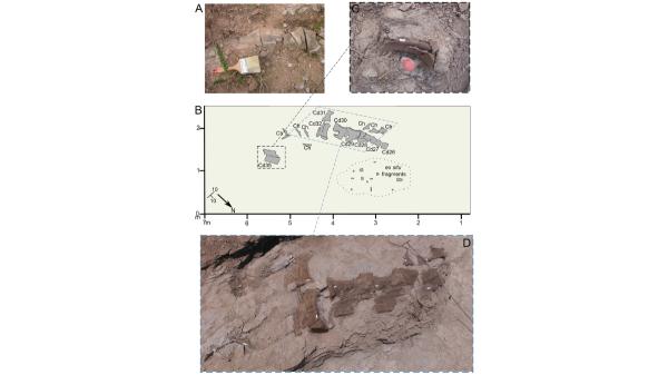 Hallan en Teruel el primer diplodocus fuera de Norteamérica: vivió hace 150 millones de años y medía hasta 25 metros - El primer diplodocus identificado fuera de Norteamérica aparece en Teruel