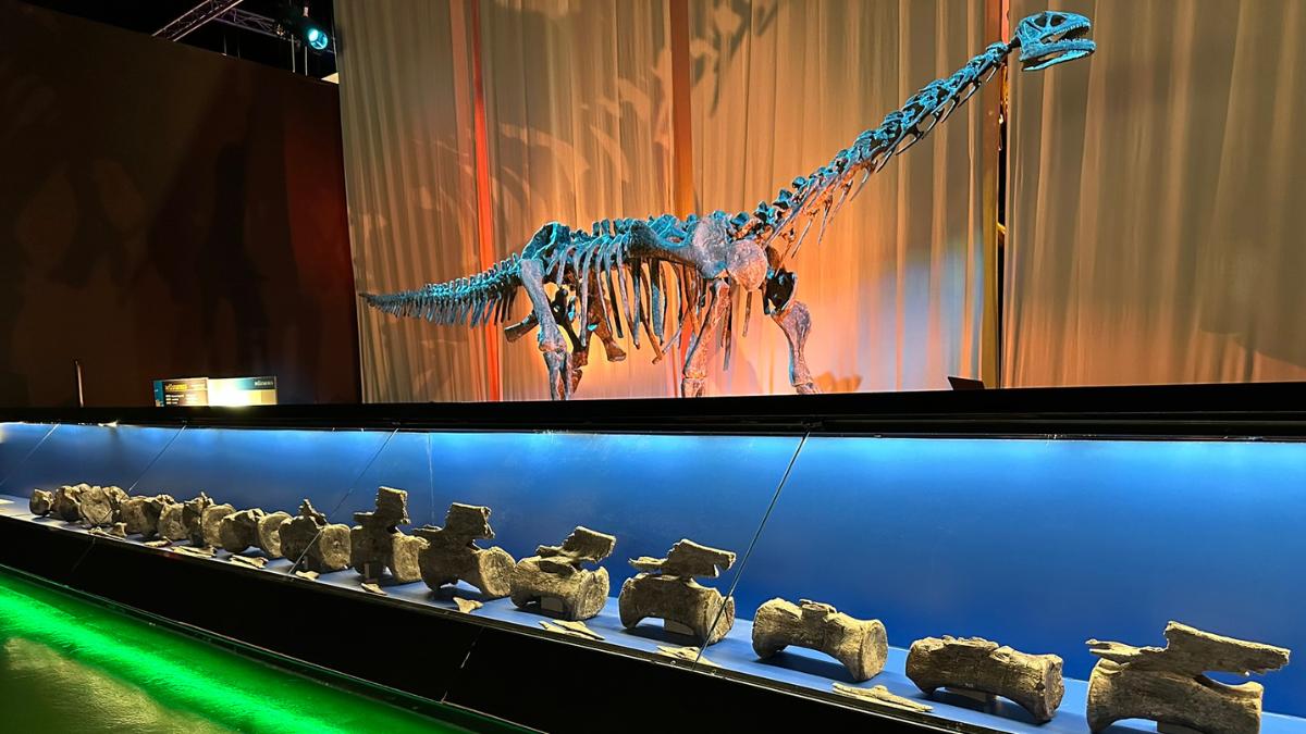 Hallan en Teruel el primer diplodocus fuera de Norteamérica: vivió hace 150 millones de años y medía hasta 25 metros