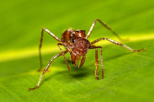 Hormiga bala o Paraponera clavata