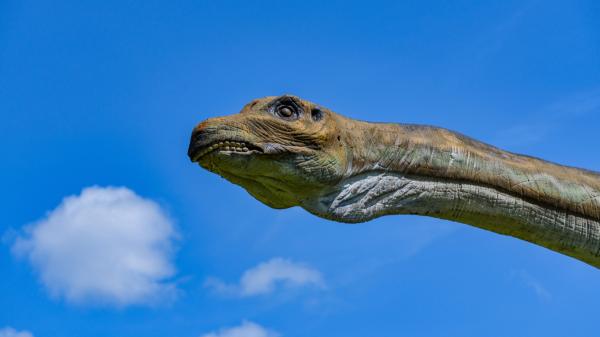 Hallan en Teruel el primer diplodocus fuera de Norteamérica: vivió hace 150 millones de años y medía hasta 25 metros - La pista sobre cómo llegaron estos dinosaurios hasta Europa