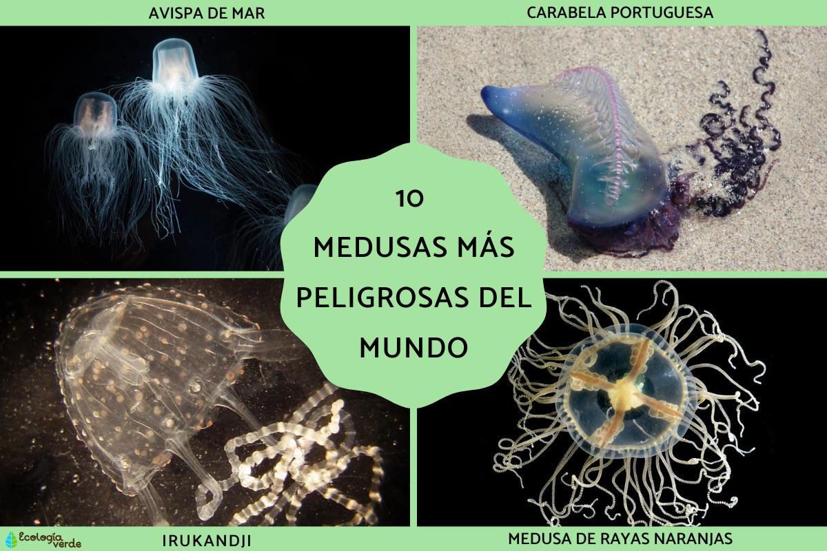 Medusas más peligrosas del mundo