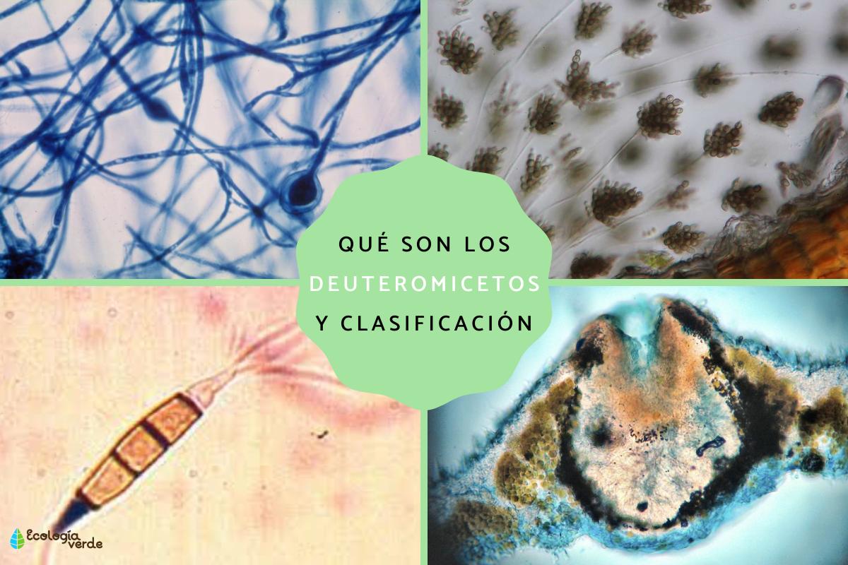 Qué son los deuteromicetos: características y ejemplos
