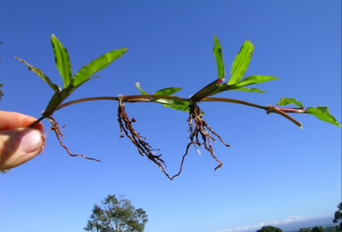 Qué son los estolones y ejemplos