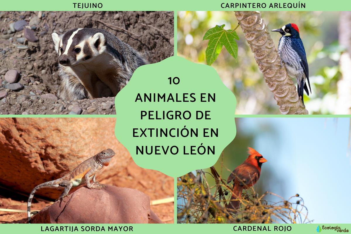 Animales en peligro de extinción en Nuevo León