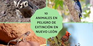 Animales en peligro de extinción en Nuevo León