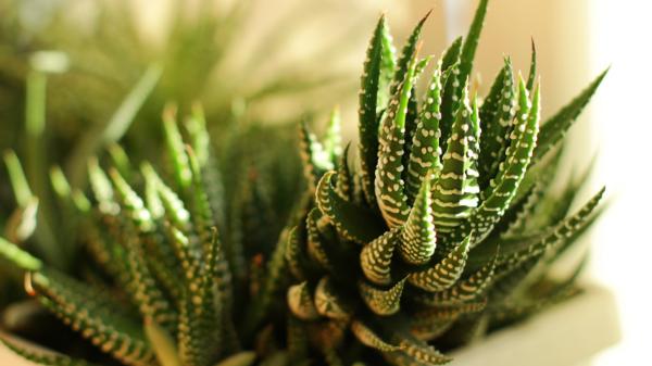 Los jardineros la recomiendan para decorar la casa: la planta cebra que necesita poca agua y ocupa muy poco espacio - Cómo distinguirla de otras plantas cebra