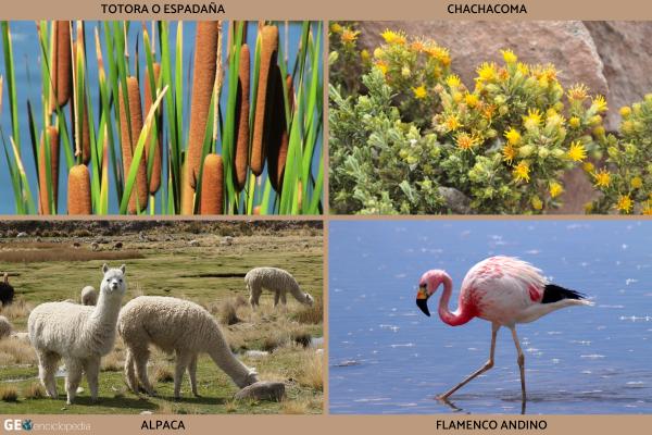 Lago Titicaca - Flora y fauna del lago Titicaca