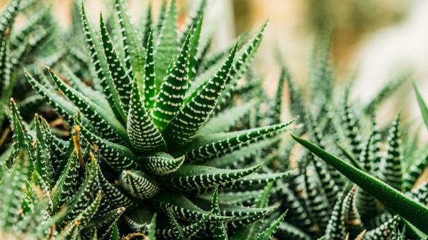 Los jardineros la recomiendan para decorar la casa: la planta cebra que necesita poca agua y ocupa muy poco espacio - La planta cebra tiene unas hojas que parecen pintadas con rayas blancas