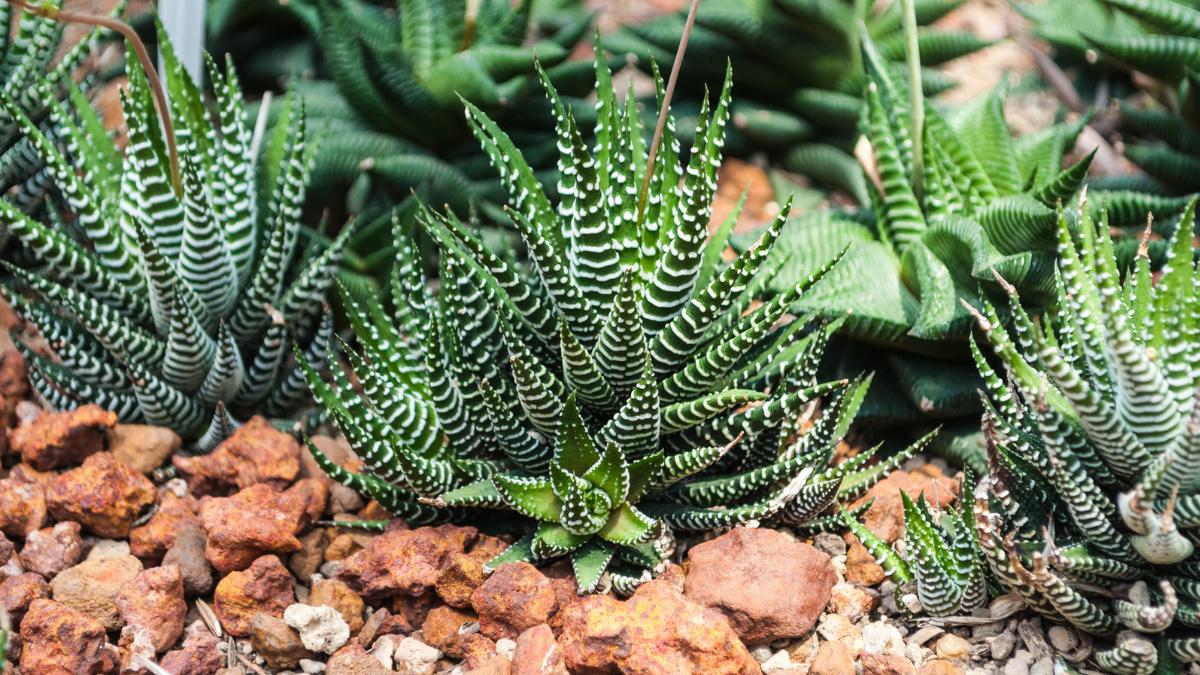 Los jardineros la recomiendan para decorar la casa: la planta cebra que necesita poca agua y ocupa muy poco espacio
