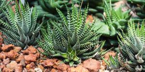 Los jardineros la recomiendan para decorar la casa: la planta cebra que necesita poca agua y ocupa muy poco espacio