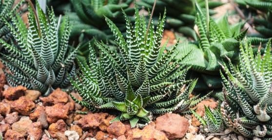 Los jardineros la recomiendan para decorar la casa: la planta cebra que necesita poca agua y ocupa muy poco espacio