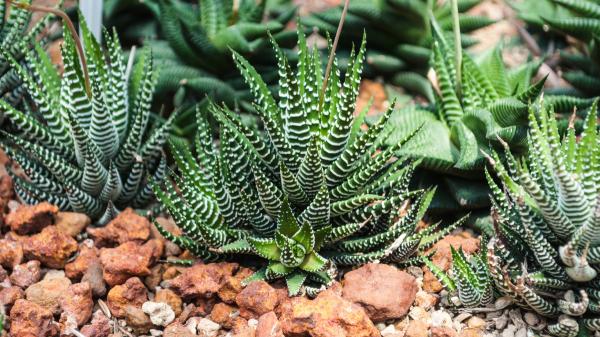 Los jardineros la recomiendan para decorar la casa: la planta cebra que necesita poca agua y ocupa muy poco espacio