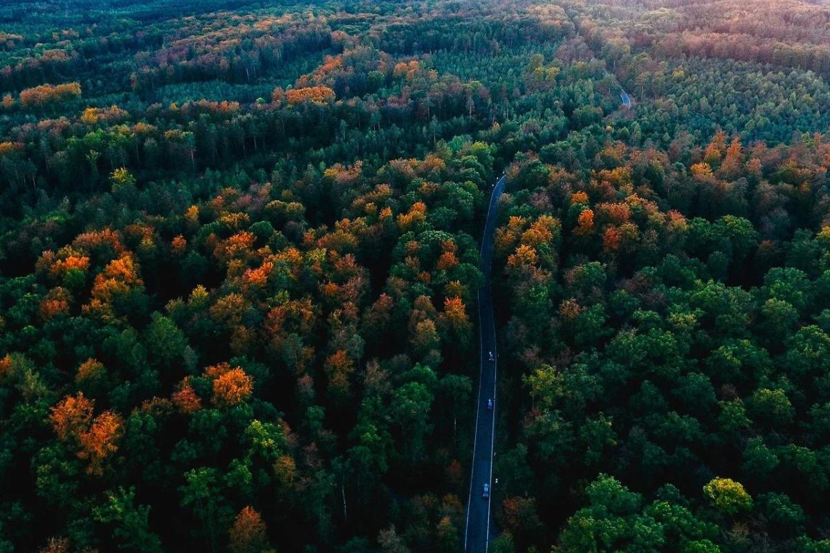 Qué animales hay en la Selva Negra