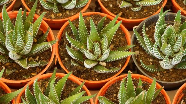 Los jardineros la recomiendan para decorar la casa: la planta cebra que necesita poca agua y ocupa muy poco espacio - Tres errores que pueden estropear su aspecto