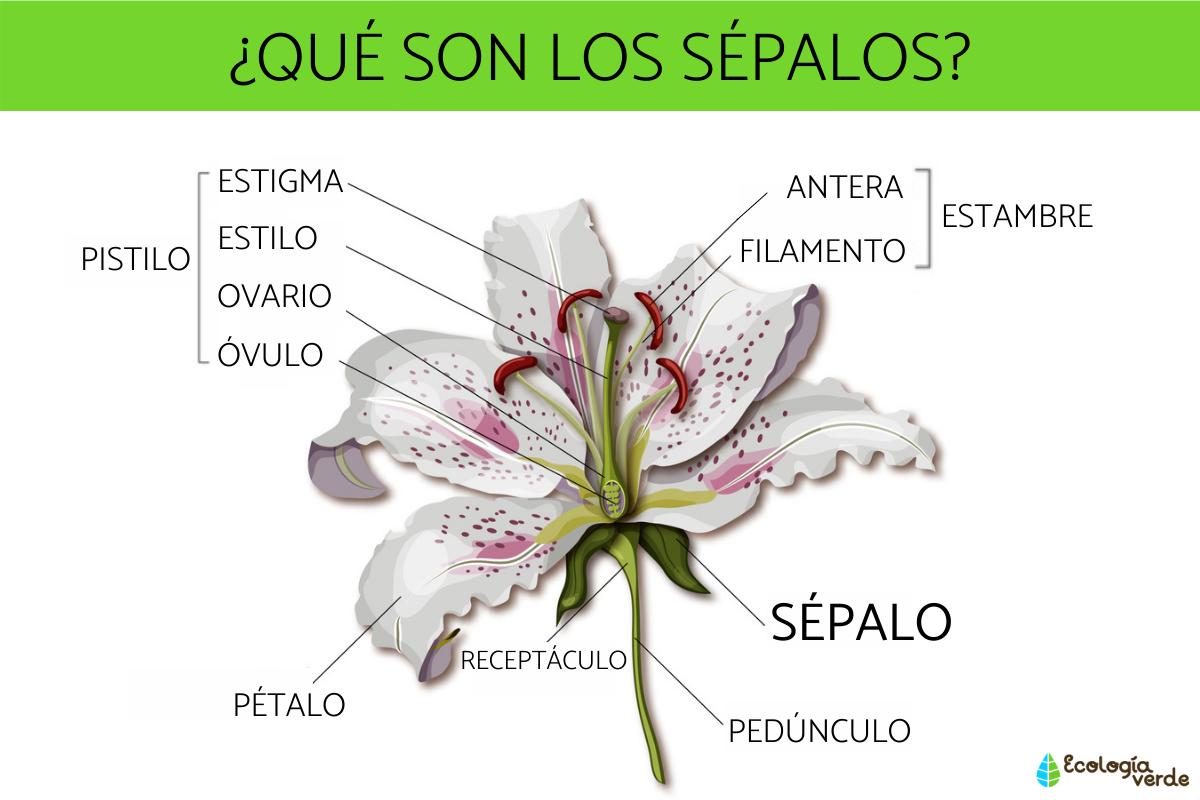 Qué son los sépalos y su función