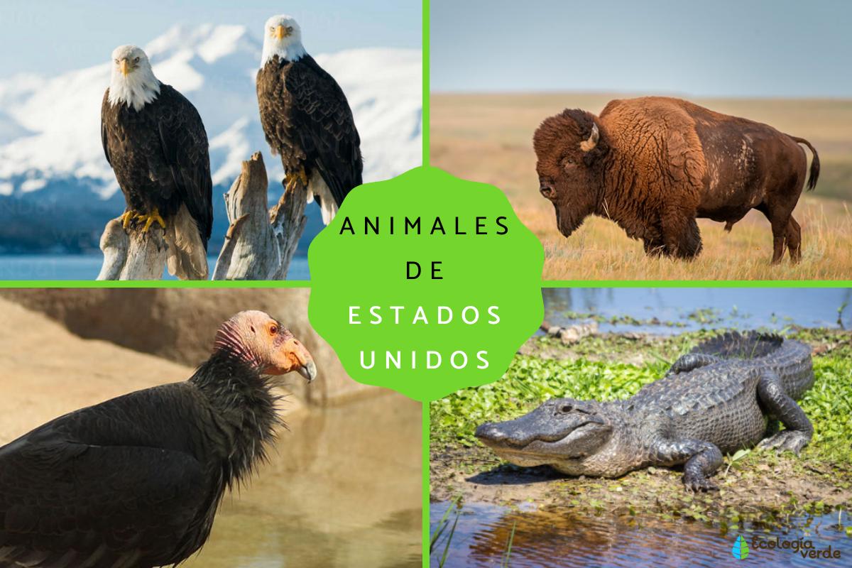 Animales de Estados Unidos