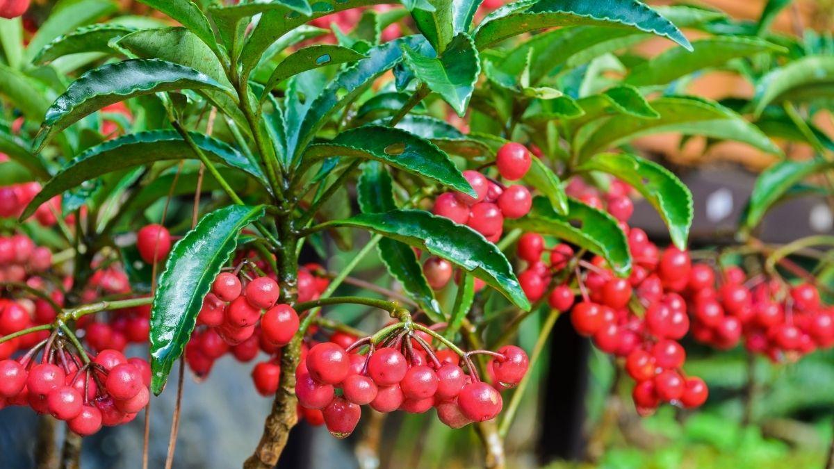 Ardisia crenata: conoce los cuidados de esta planta de interior con bolitas rojas