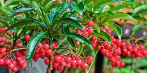 Ardisia crenata: conoce los cuidados de esta planta de interior con bolitas rojas