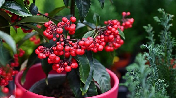 Ardisia crenata: conoce los cuidados de esta planta de interior con bolitas rojas - Cuidados de la Ardisia crenata en interior