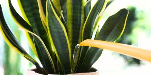 ¿El agua del aire acondicionado es buena para las plantas?