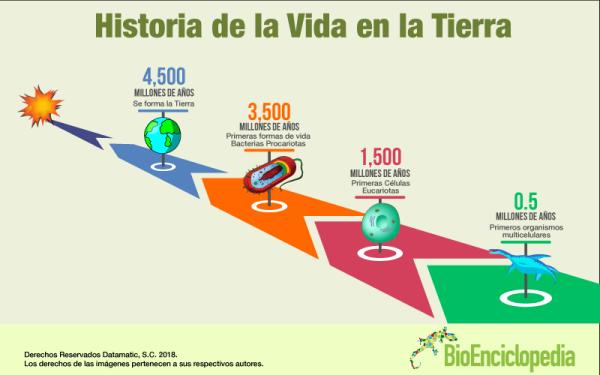 Célula: qué es, características, tipos y partes - Historia del estudio de la célula