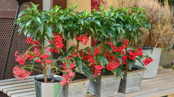 Ardisia crenata: conoce los cuidados de esta planta de interior con bolitas rojas - Reproducción y propagación de la Ardisia crenata