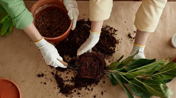 Ardisia crenata: conoce los cuidados de esta planta de interior con bolitas rojas - Sustrato y trasplante de la Ardisia crenata