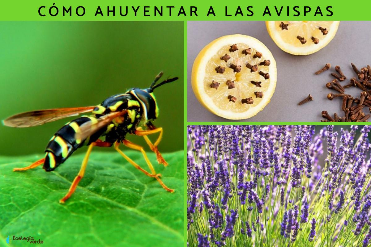 Cómo ahuyentar a las avispas