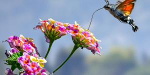 ¿Hay colibríes en España?