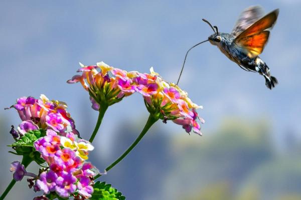 ¿Hay colibríes en España?