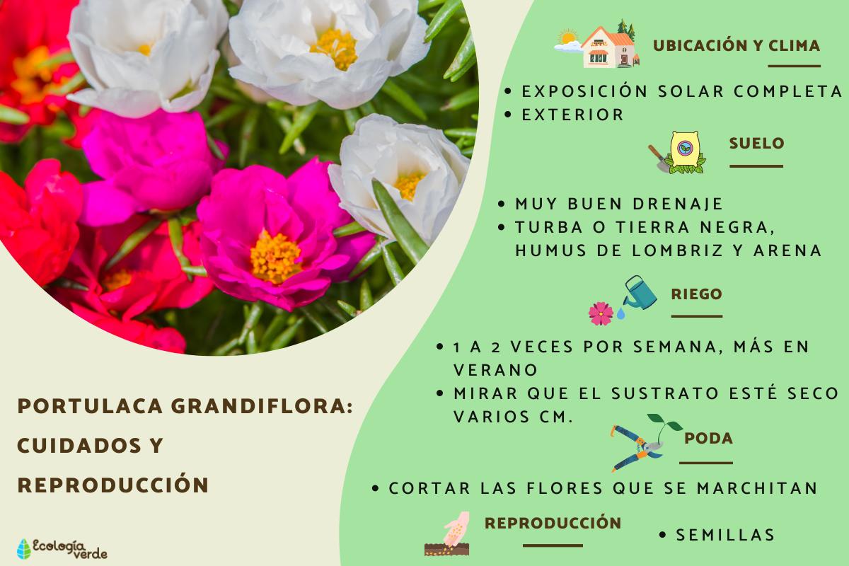 Portulaca grandiflora: cuidados y reproducción
