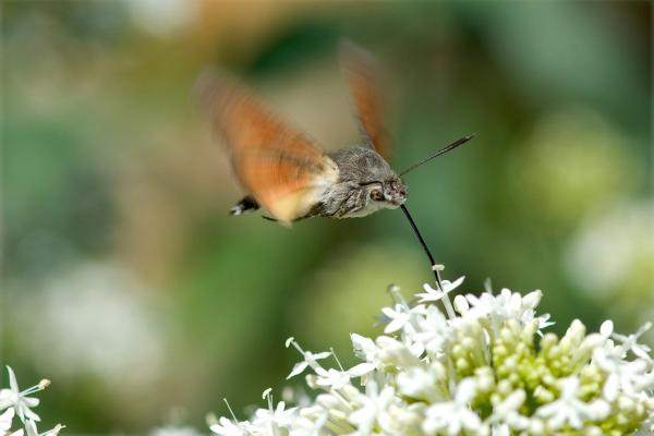 ¿Hay colibríes en España? - ¿Qué animal parece un colibrí en España?