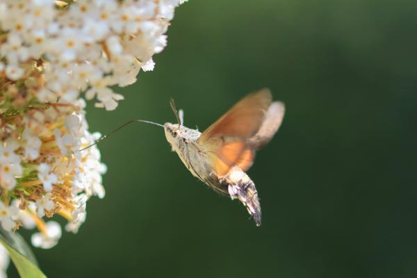 ¿Hay colibríes en España? - ¿Qué come la esfinge colibrí?