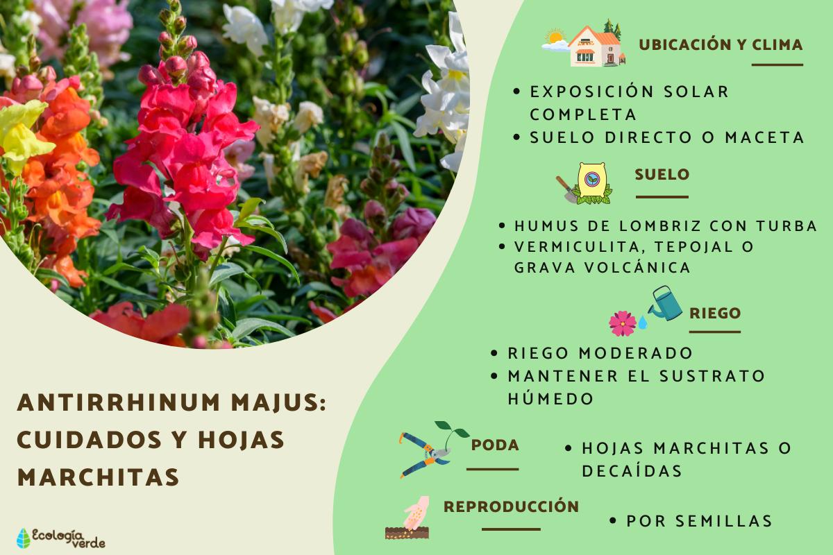 Antirrhinum majus: cuidados y hojas marchitas