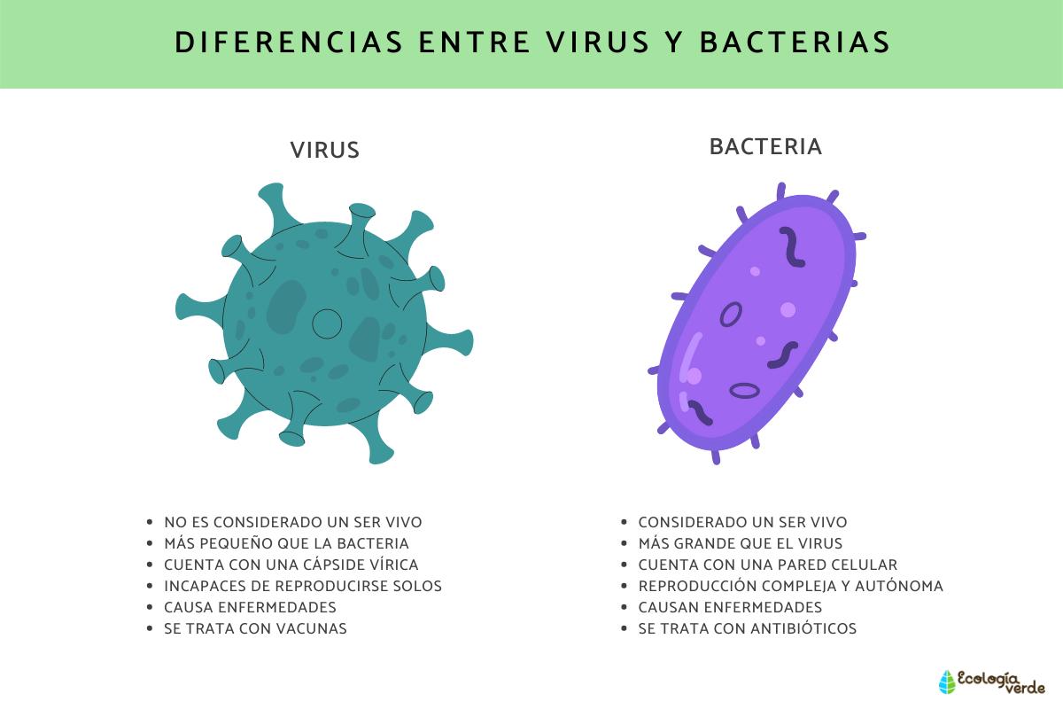 Diferencia entre virus y bacteria