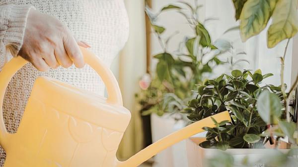 Ni como en invierno ni el doble: así debes regar tus plantas en primavera según Álvaro Pedrera, experto en plantas - El cambio es progresivo, no inmediato