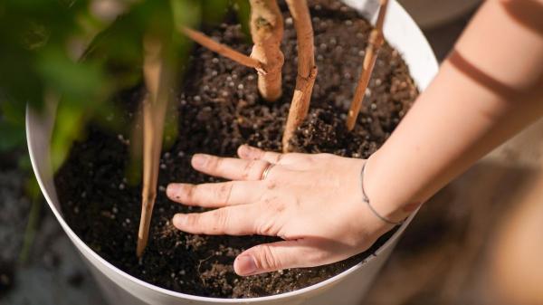 Ni como en invierno ni el doble: así debes regar tus plantas en primavera según Álvaro Pedrera, experto en plantas - La clave no está en el calendario, sino en observar el estado de las plantas antes de regar