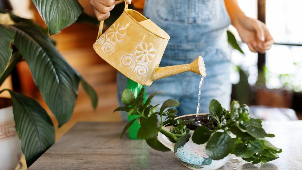 Ni como en invierno ni el doble: así debes regar tus plantas en primavera según Álvaro Pedrera, experto en plantas
