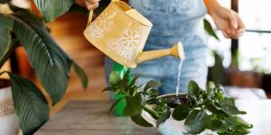 Ni como en invierno ni el doble: así debes regar tus plantas en primavera según Álvaro Pedrera, experto en plantas