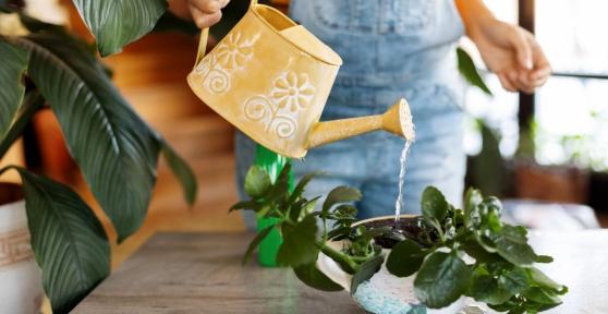 Ni como en invierno ni el doble: así debes regar tus plantas en primavera según Álvaro Pedrera, experto en plantas