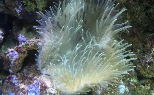 Zooxantelas: qué son, simbiosis y ciclo vital - Qué son las zooxantelas