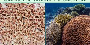 Zooxantelas: qué son, simbiosis y ciclo vital