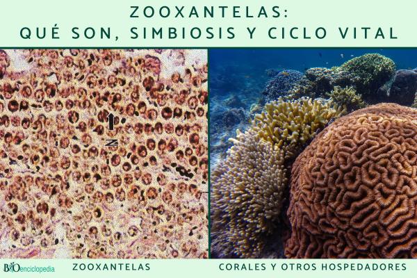 Zooxantelas: qué son, simbiosis y ciclo vital