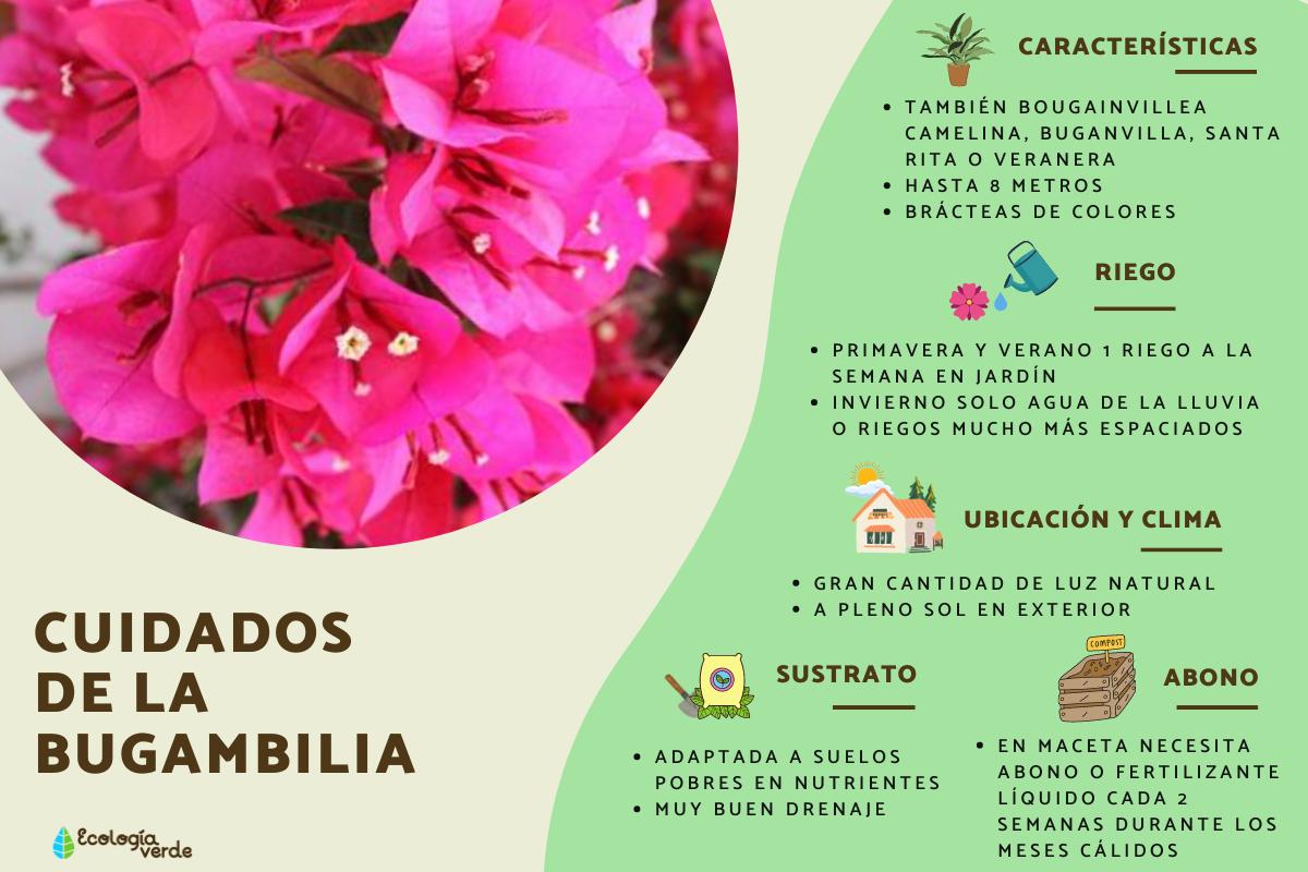 Cuidados de la bugambilia