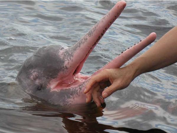 Delfín rosado - Descripción