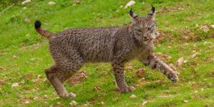 Uvita y U2 hacen historia: nace la primera camada de lince ibérico en el Parque Nacional de Cabañeros